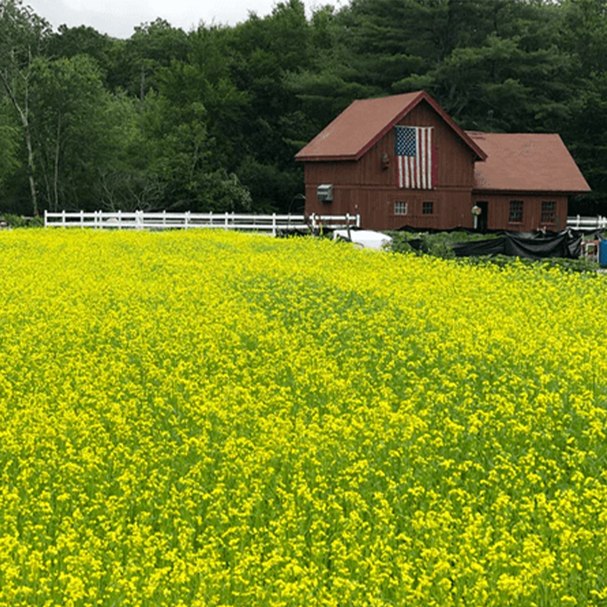 Field of Mustard growing