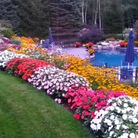 pool with flowers