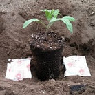 Transplanting with Super Starter Paks Wallace Organic Wonder