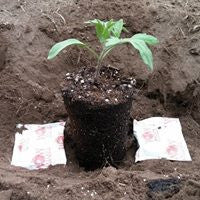 Transplanting with Super Starter Paks Wallace Organic Wonder