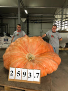 Vintage Distressed Look T- Shirt Wallace Organic Wonder