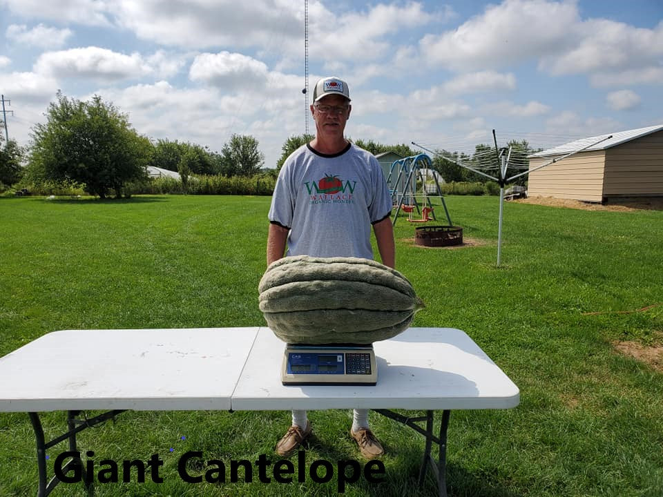 Wallace Organic Wonder Trucker Hat