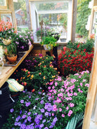 flowers fertilized with Seaweed Powder from Wallace Organic Wonder