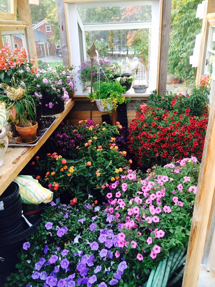flowers fertilized with Seaweed Powder from Wallace Organic Wonder