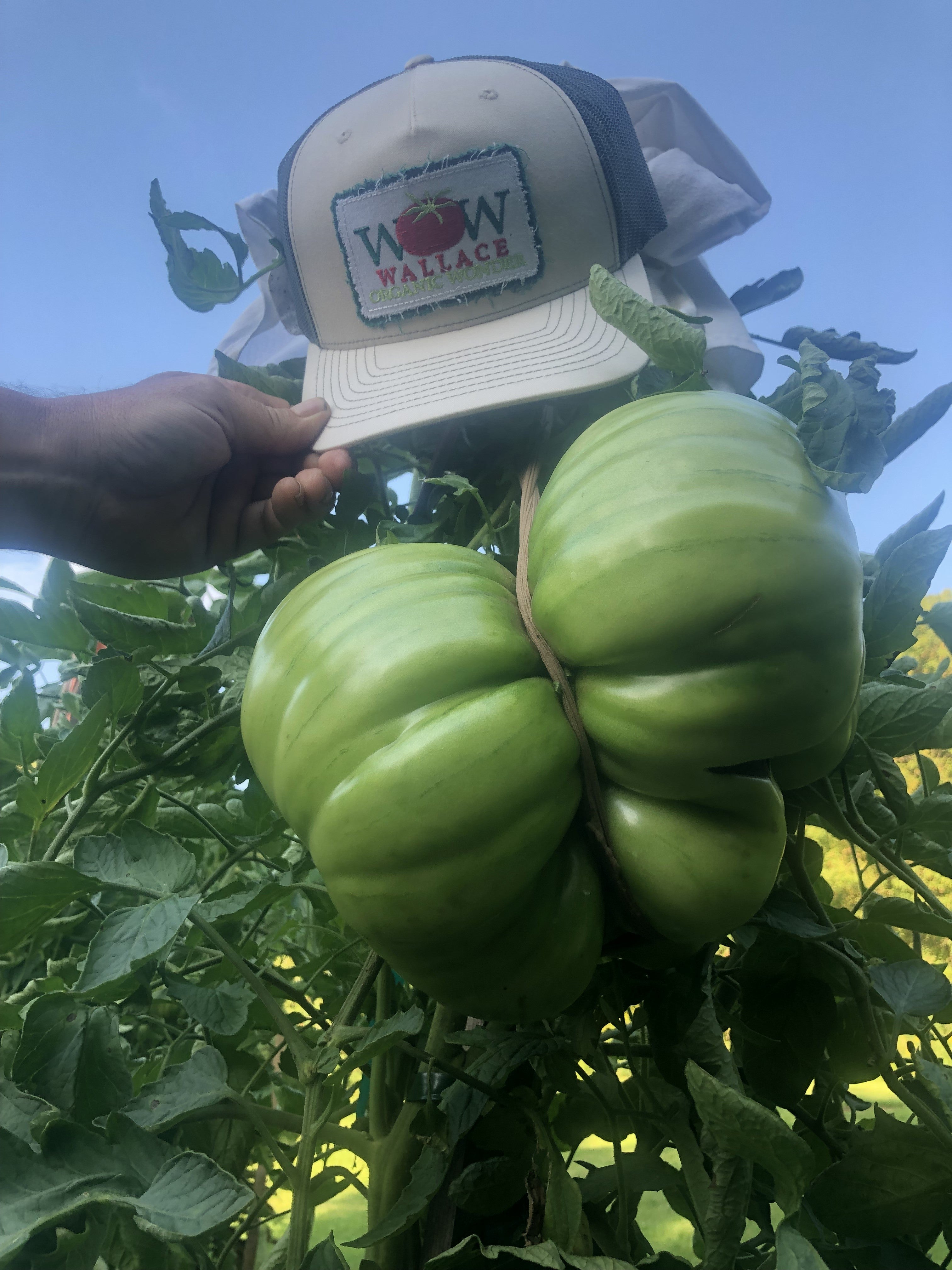 Wallace Organic Wonder Trucker Hat