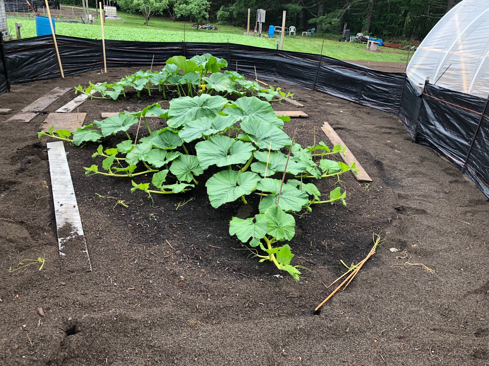 Pumpkin Plant growing in early June