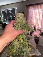 giant bud