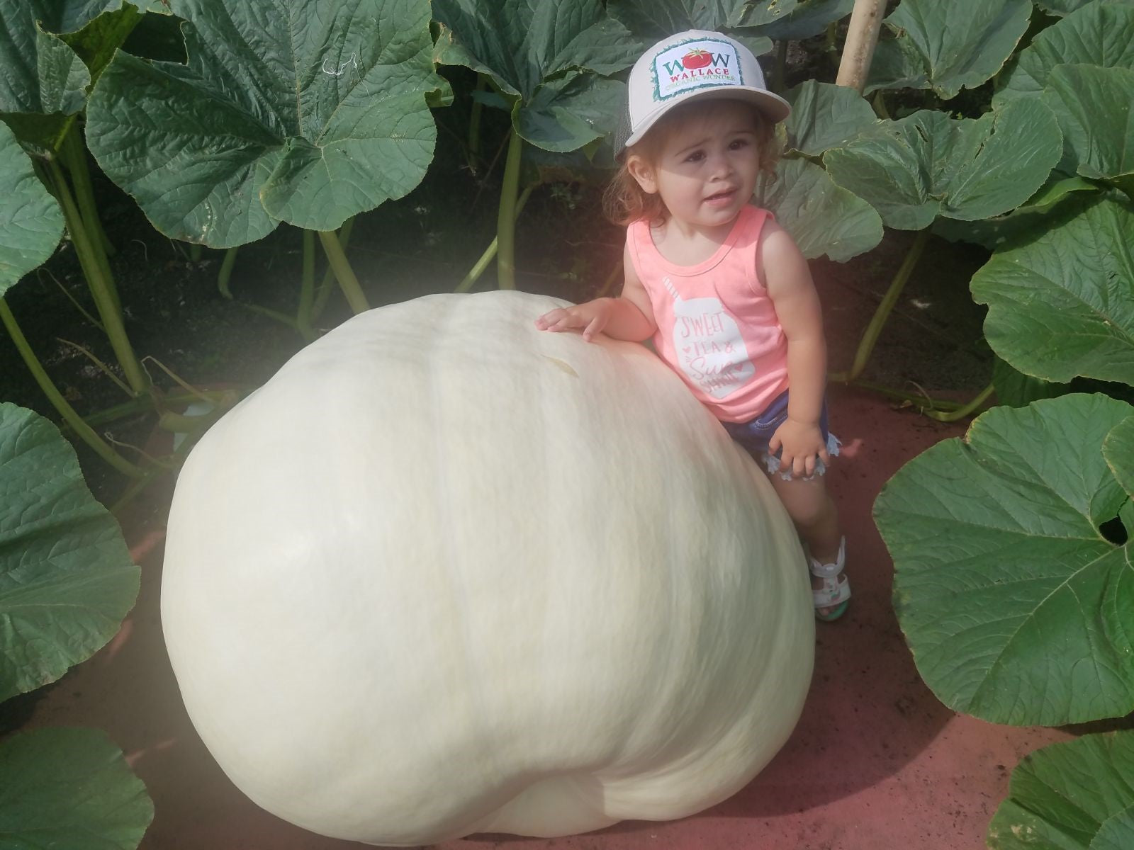 Wallace Organic Wonder Trucker Hat