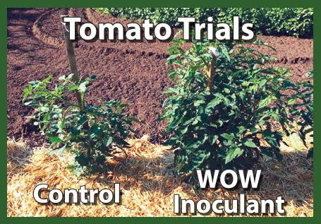 Mycorrhizae trials with Super Starter Paks Wallace Organic Wonder