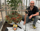 Tomatoes with WOW Starter Paks
