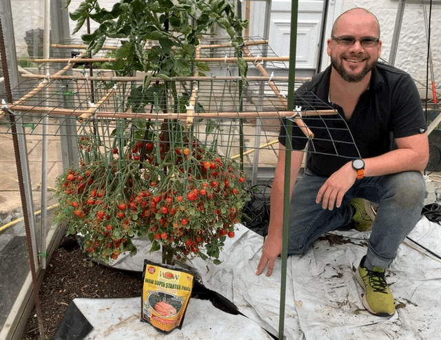Tomatoes with WOW Starter Paks
