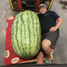 Giant watermelon with grower