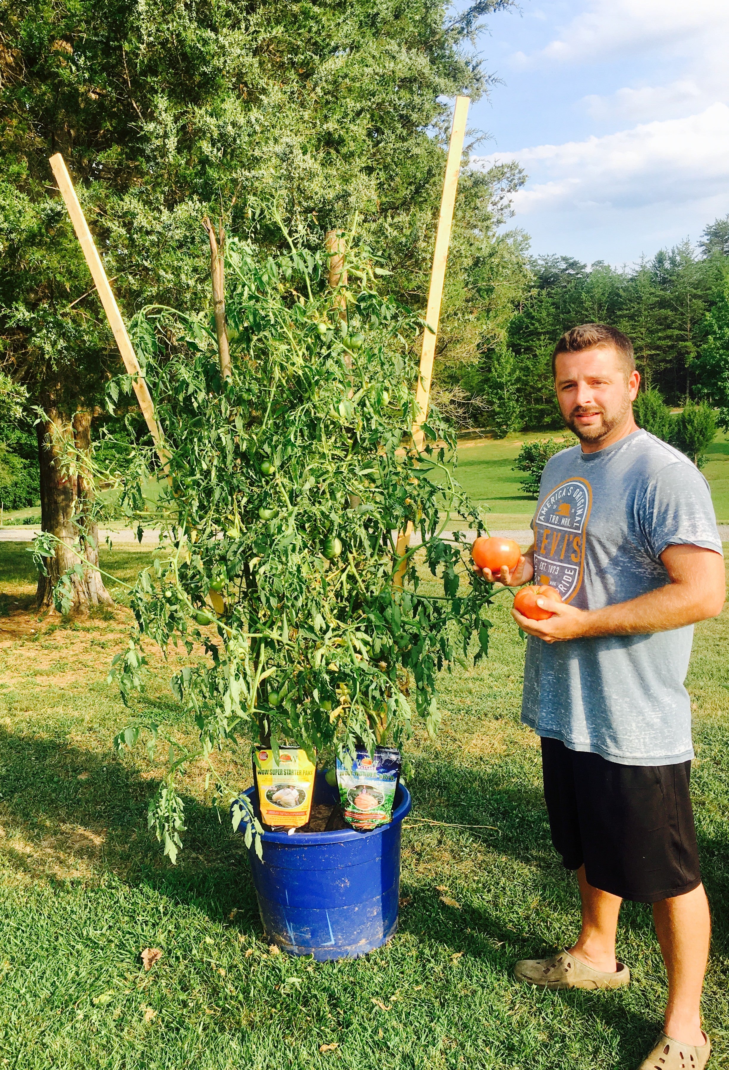 Tomatoes fertilized with Super Starter Paks