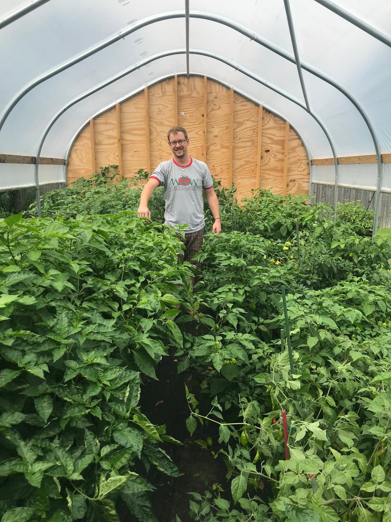 Greenhouse plants