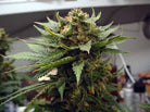 Canabis growing