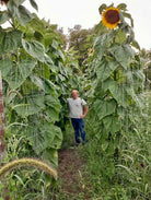 Giant Sunflowers