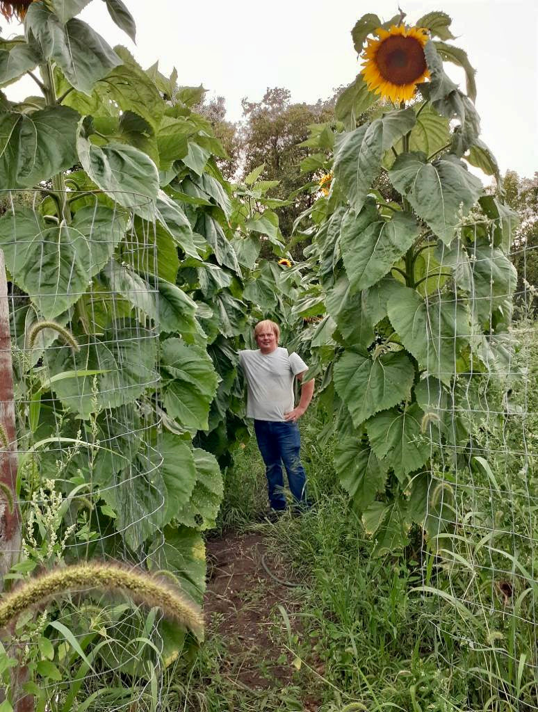 Giant Sunflowers