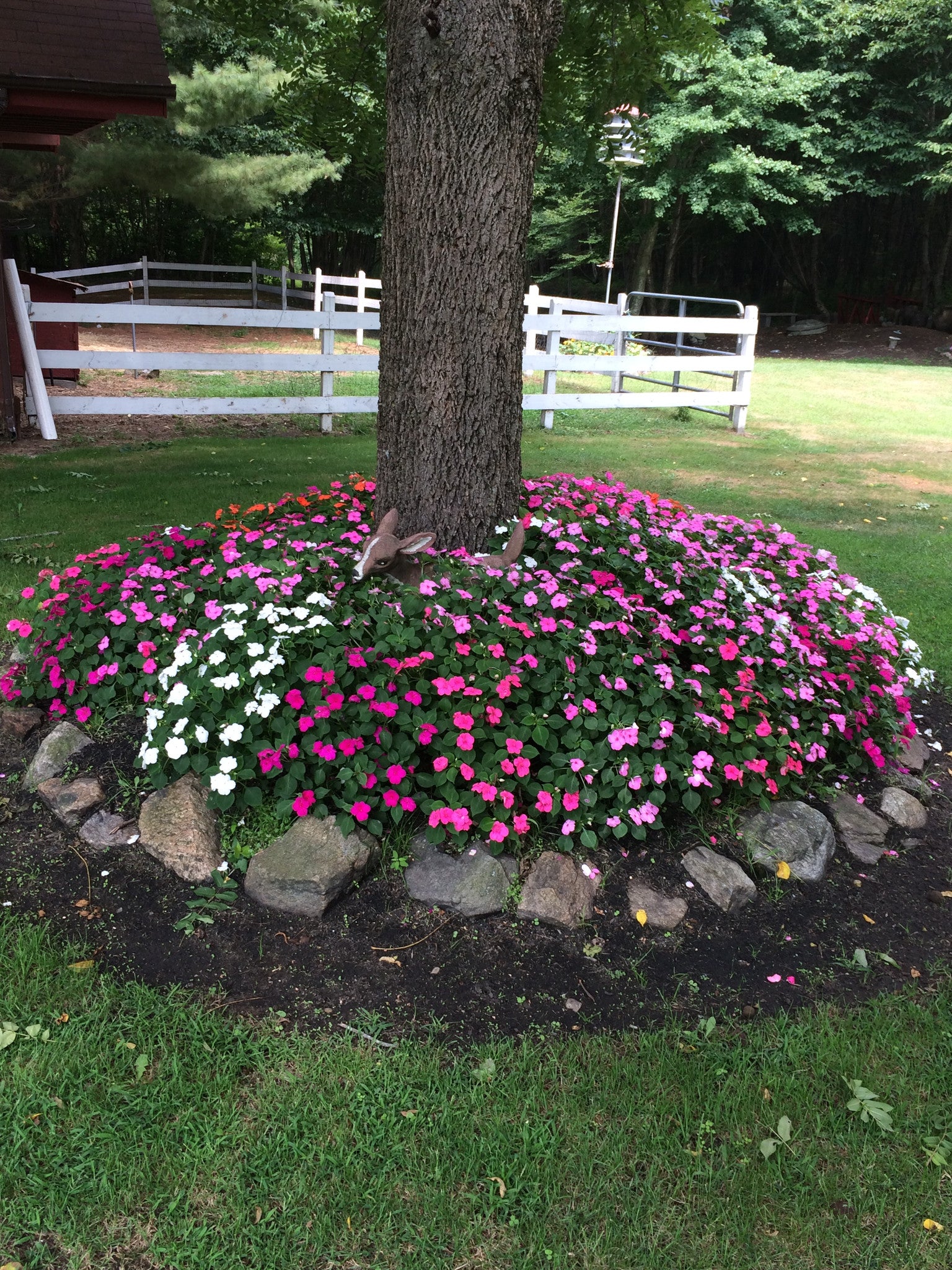 Flower bed with  Super Starter Paks Wallace Organic Wonder