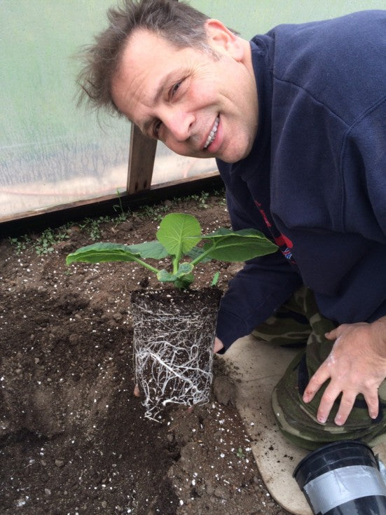 Roots treated with Azos