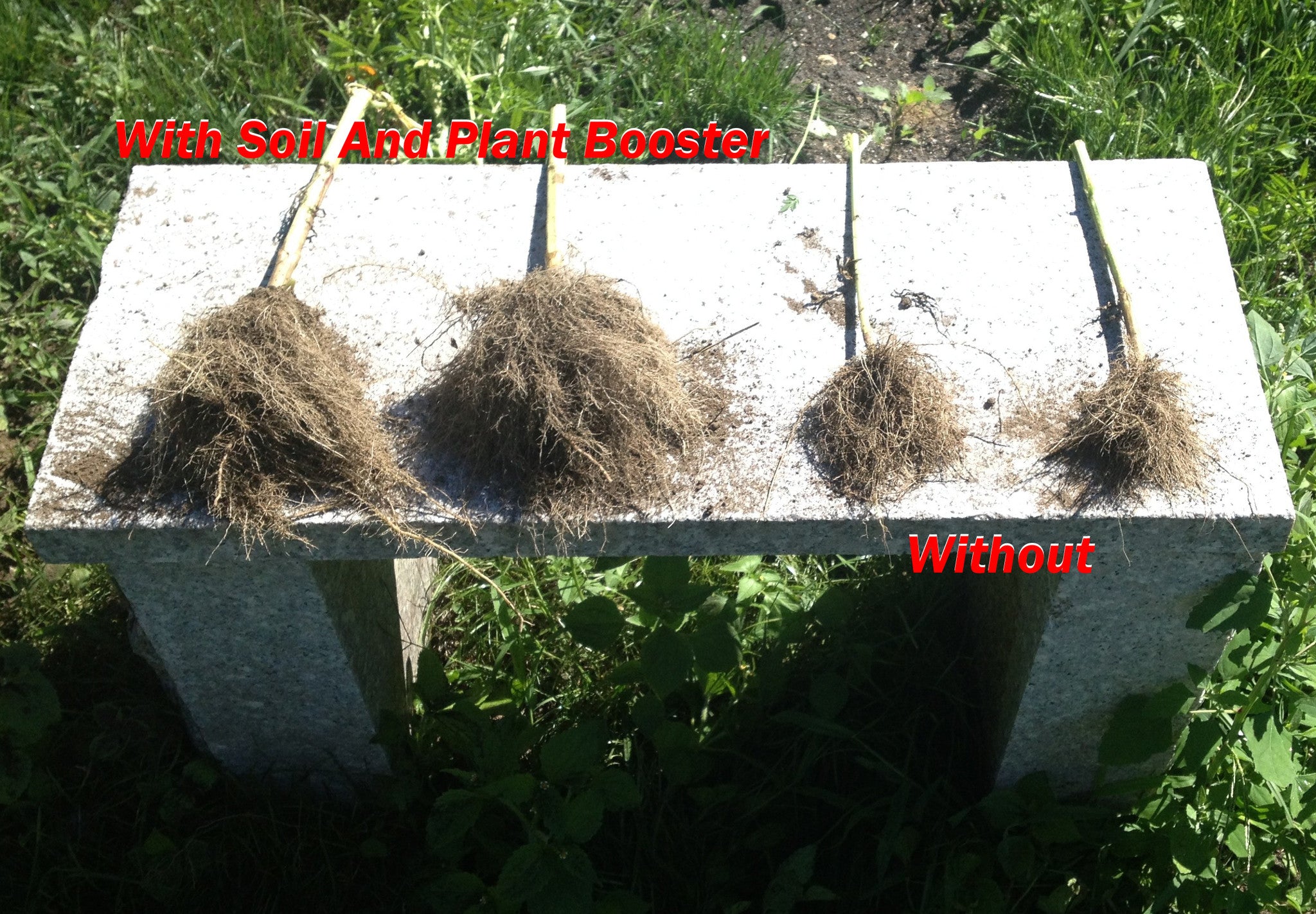 Roots with and without Soil and Plant Booster Wallace WOW