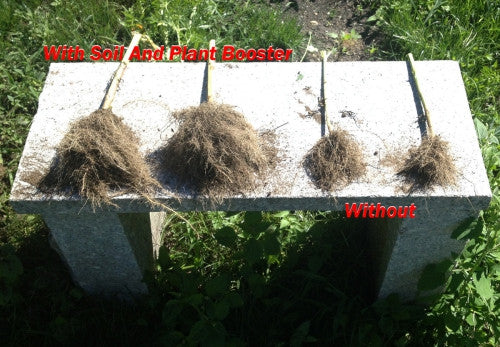 Roots with  Mycorrhizal Inoculant Wallace Organic Wonder