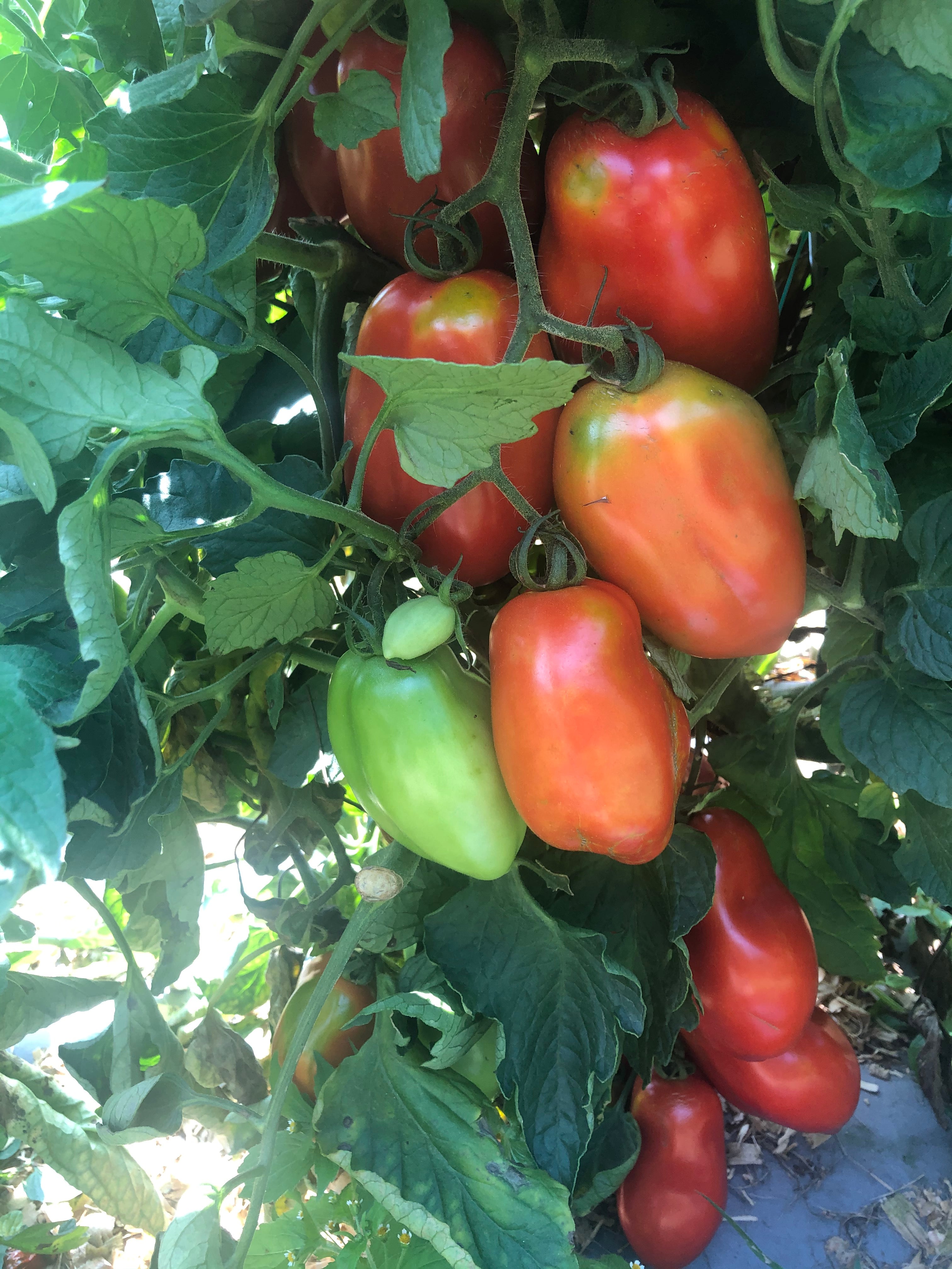 Tomatoes grown with Soil and Plant Booster