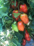 Tomatoes on the vine