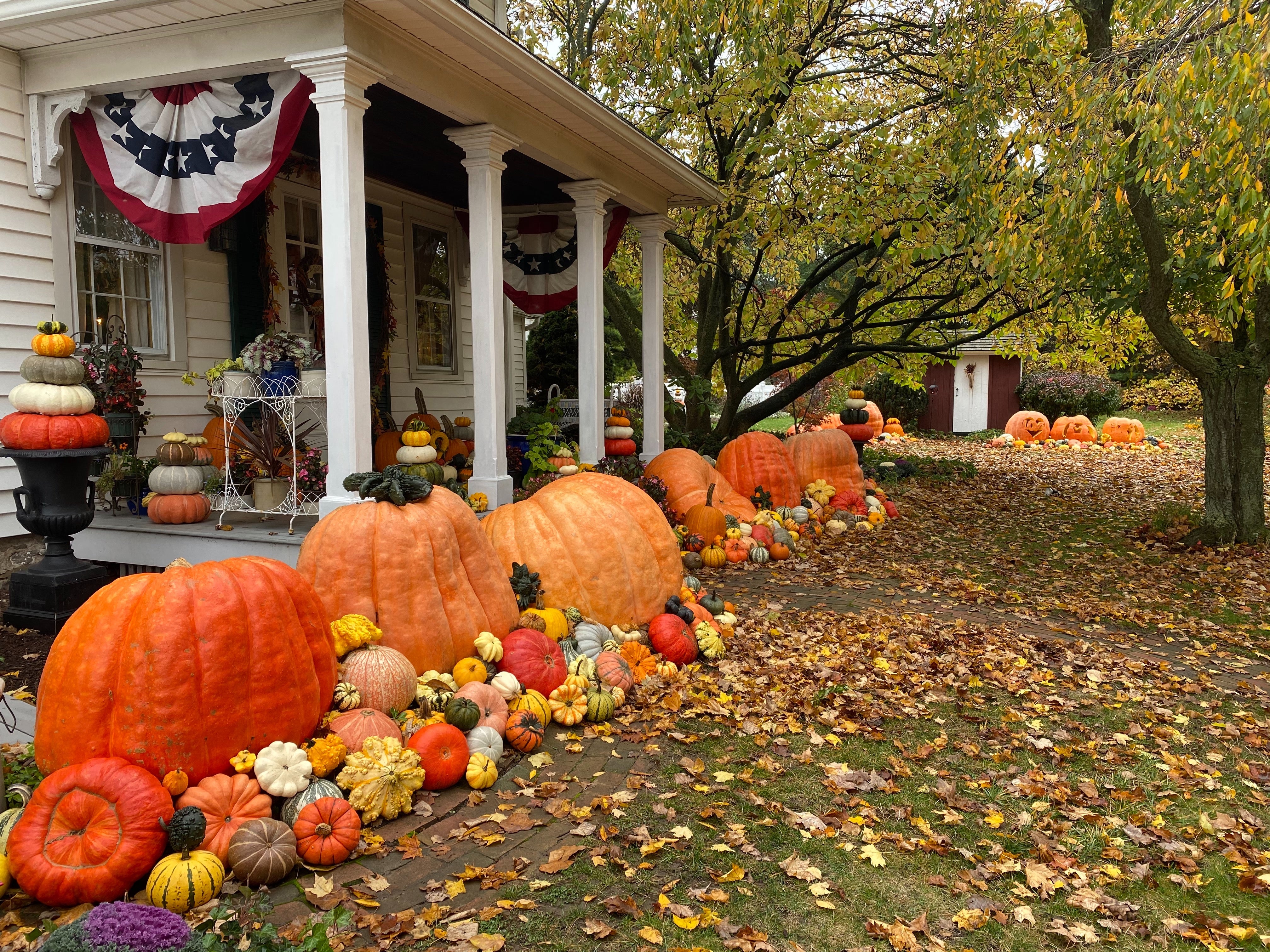 Giant Pumpkin Display