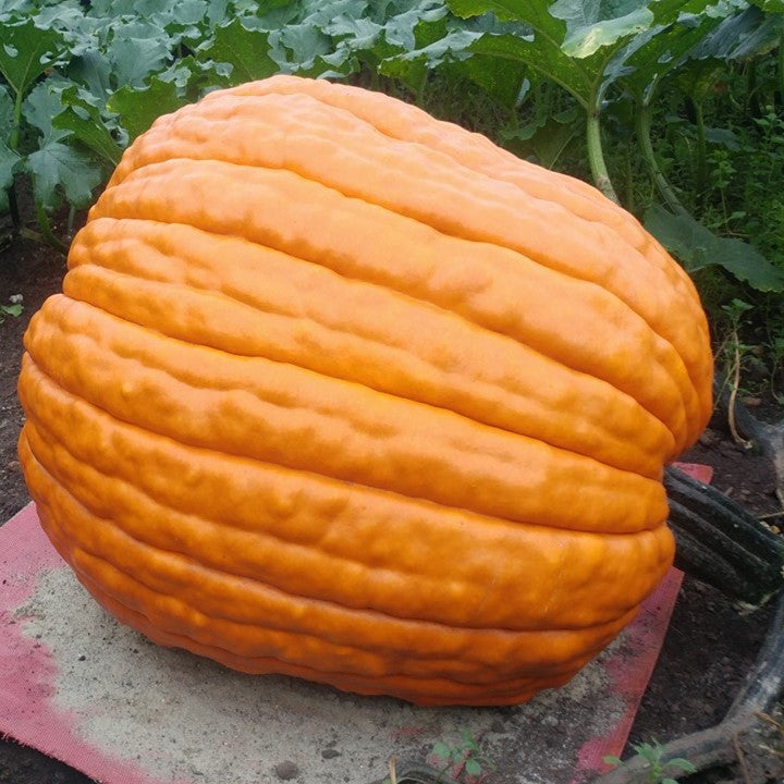 Giant Pumpkin Seeds