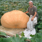 1421 pound Giant pumpkin Ron Wallace
