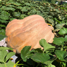 1768 pound giant pumpkin in patch