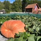 1907 pound giant pumpkin in patch