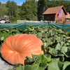Grow Your Own Giant Pumpkin Kit Wallace Organic Wonder