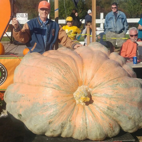 Giant Pumpkin Seed 2240 Steve Connolly 2022 Wallace Organic Wonder