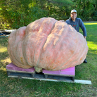 2344 pound giant pumpkin