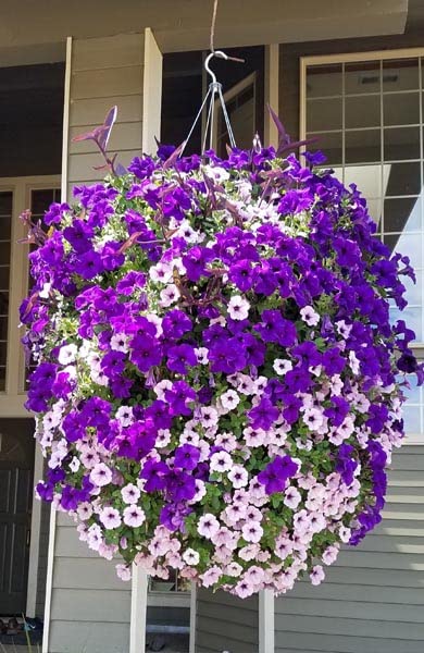 hanging basket of flowers 