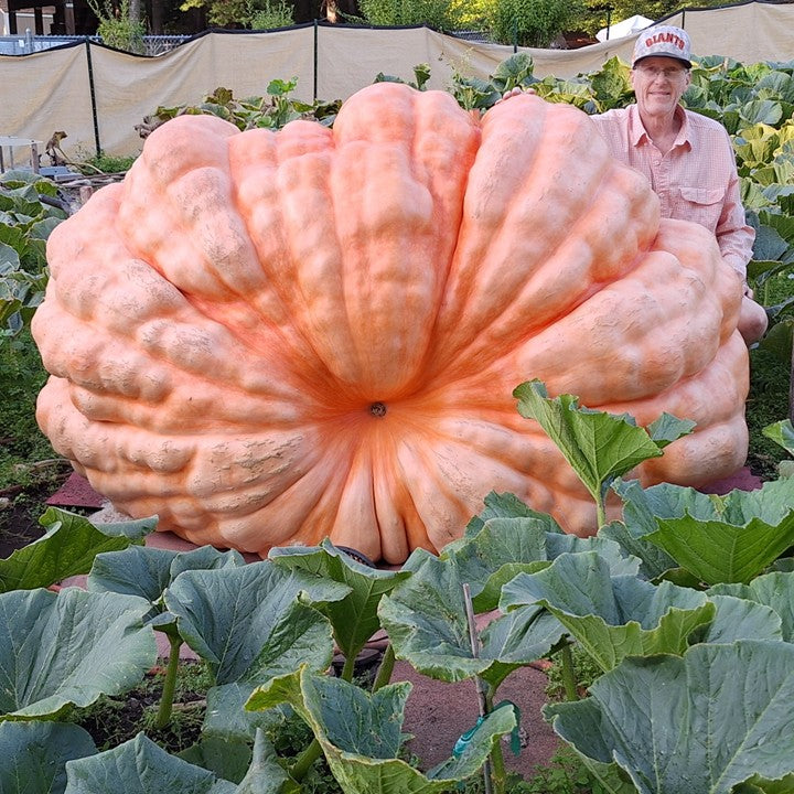 jumbo pumpkin seeds for planting Giant Pumpkin Seeds 2310 Pounds DMG Steve Connolly
