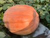 Giant Pumpkin Seed 1907 Wallace 2023 Wallace Organic Wonder