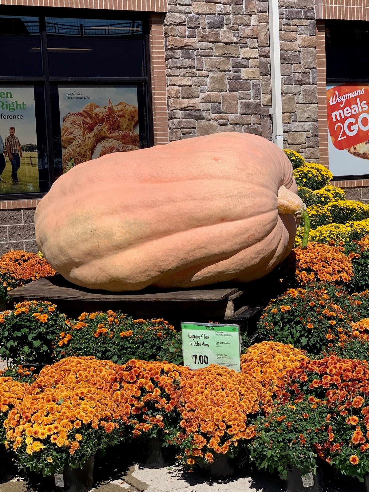179 pound Giant pumpkin Dick Wallace