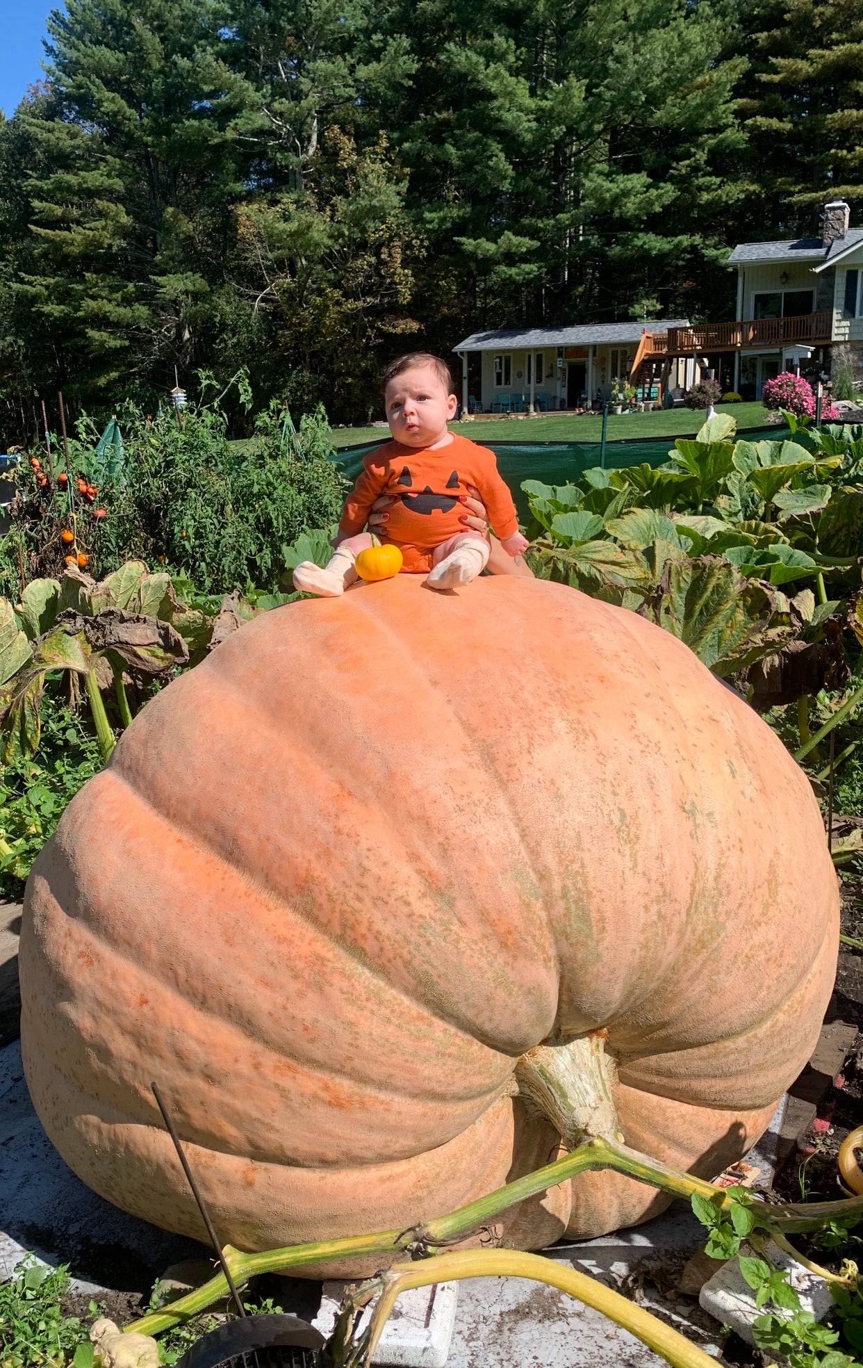 Grow your own Giant Pumpkin Growing Kit | Wallace Organic Wonder