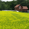 Mighty Mustard ® Kodiak  Wallace Organic Wonder  Contains No GMO's