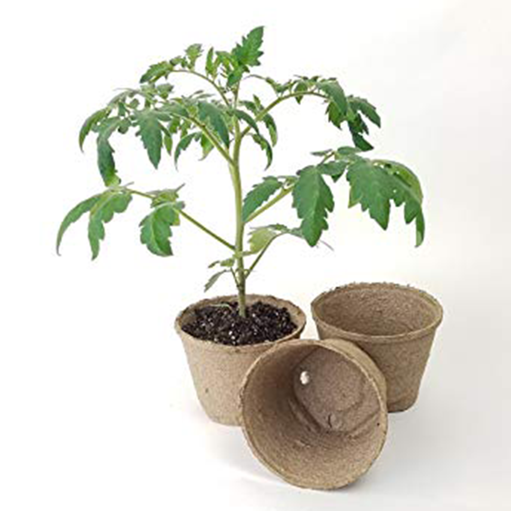 Tomato Plant in 5 inch jiffy pot