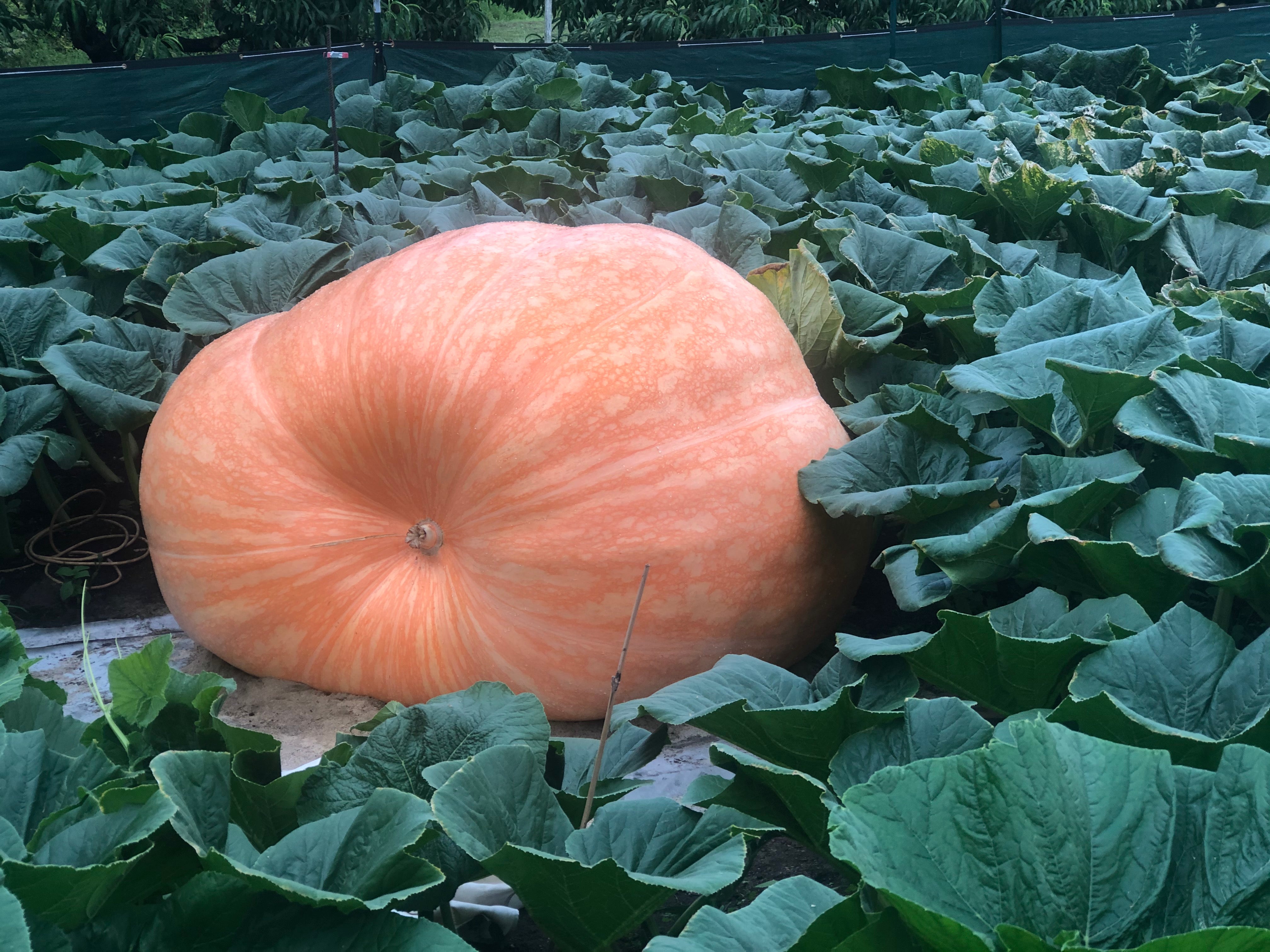 1800 pound giant pumpkin in patch
