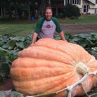 Giant Pumpkin Grown with Seaweed Powder from Wallace Organic Wonder