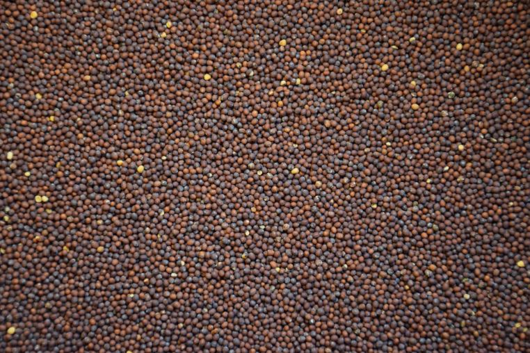 Mighty Mustard Seed For soil fumigation | Wallace Organic Wonder