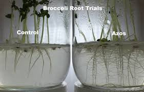 Roots treated with Azos from Xtreme Gardening