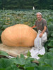 Grow Your Own Giant Pumpkin Kit Wallace Organic Wonder