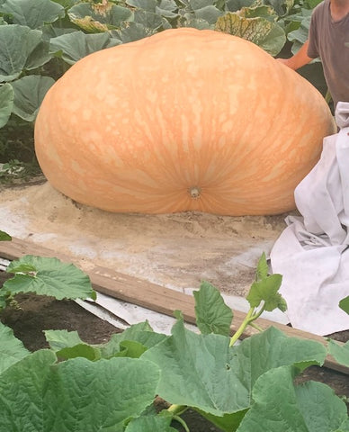 Giant Pumpkin Seed 1421 pound Est.  Wallace 2022 Wallace Organic Wonder