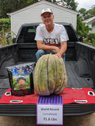 Giant Melon with grower
