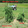 Tomato plants grown with Super Starter Paks Wallace Organic Wonder